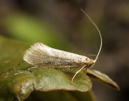 Attēlu rezultāti vaicājumam “Nematopogon sp.”