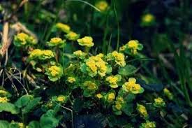 Attēlu rezultāti vaicājumam “Chrysosplenium alternifolium fruit”