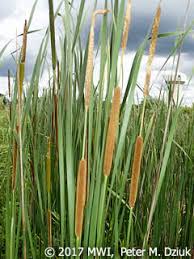 Attēlu rezultāti vaicājumam “Typha angustifolia”