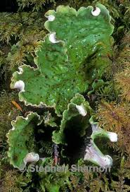 Attēlu rezultāti vaicājumam “Peltigera leucophlebia”