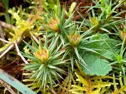 Attēlu rezultāti vaicājumam “Polytrichastrum longisetum”