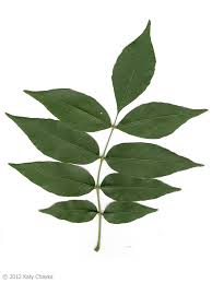 Attēlu rezultāti vaicājumam “Fraxinus”