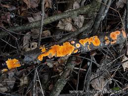 Attēlu rezultāti vaicājumam “Peniophora laurentii”