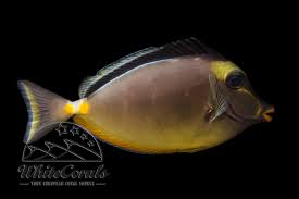 Image result for Naso lituratus