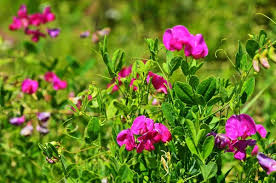 Attēlu rezultāti vaicājumam “Lathyrus sylvestris leaf”
