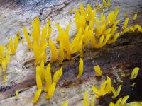 Attēlu rezultāti vaicājumam “Calocera cornea”