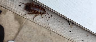 Image result for insect poop