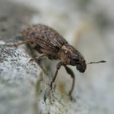 Attēlu rezultāti vaicājumam “Sitona sp.”