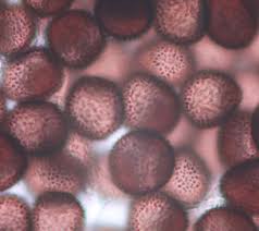 Attēlu rezultāti vaicājumam “Physarum compressum stalked”