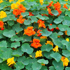 Image result for Tropaeolum majus