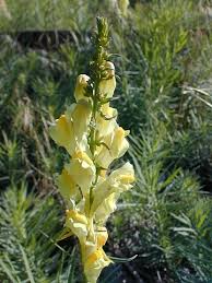 Image result for Linaria vulgaris