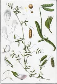 Attēlu rezultāti vaicājumam “Vicia”