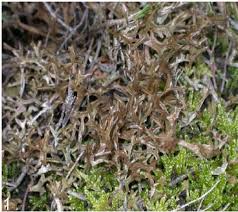 Attēlu rezultāti vaicājumam “Cetraria islandica”