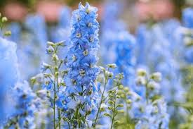 Attēlu rezultāti vaicājumam “Delphinium elatum  flower”