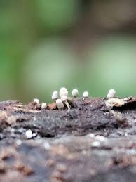 Attēlu rezultāti vaicājumam “Arcyria globosa”