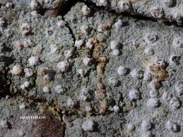 Attēlu rezultāti vaicājumam “Lecanactis abietina”