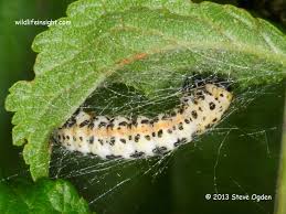 Attēlu rezultāti vaicājumam “Abraxas grossulariata”