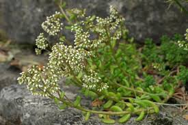 Attēlu rezultāti vaicājumam “Sedum album leaf”