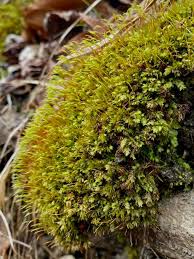 Attēlu rezultāti vaicājumam “Fissidens adianthoides sporophyte”
