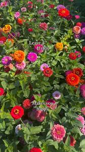 Image result for Zinnia violacea