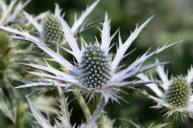 Image result for Edeldistel