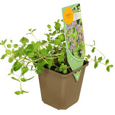 Image result for Katzenminze