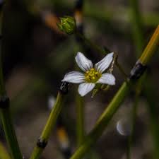 Attēlu rezultāti vaicājumam “Linum catharticum fruit”