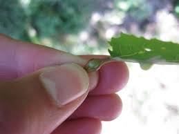 Attēlu rezultāti vaicājumam “Contarinia petioli”