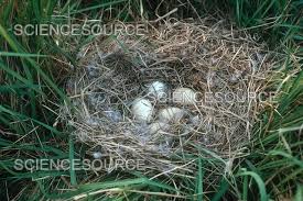 Attēlu rezultāti vaicājumam “Anas platyrhynchos eggs”