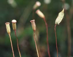 Attēlu rezultāti vaicājumam “Pogonatum nanum”