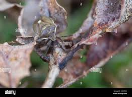 Attēlu rezultāti vaicājumam “Chlorochroa juniperina imago”