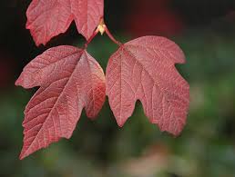 Attēlu rezultāti vaicājumam “Viburnum opulus leaf”