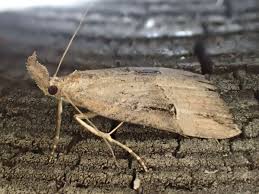 Attēlu rezultāti vaicājumam “Hypena rostralis”