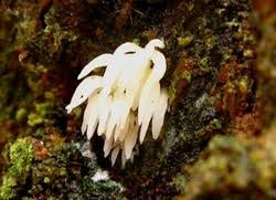 Attēlu rezultāti vaicājumam “Mucronella bresadolae”