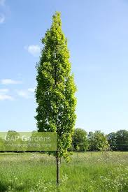 Attēlu rezultāti vaicājumam “Quercus robur Fastigiata”