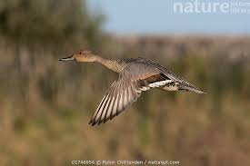 Image result for Anas acuta