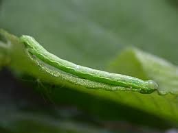 Attēlu rezultāti vaicājumam “Cabera exanthemata”