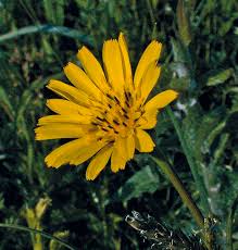 Attēlu rezultāti vaicājumam “Tragopogon pratensis subsp. pratensis”