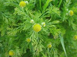 Attēlu rezultāti vaicājumam “Matricaria discoidea flower”