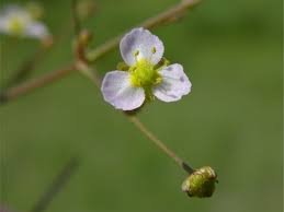 Attēlu rezultāti vaicājumam “Alisma lanceolatum”