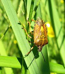 Attēlu rezultāti vaicājumam “Griselda ustomaculana”