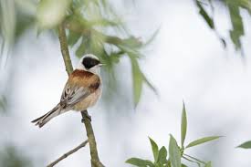 Attēlu rezultāti vaicājumam “Remiz pendulinus adult”