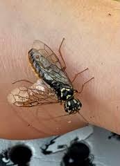 Attēlu rezultāti vaicājumam “Acantholyda posticalis”