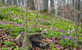Attēlu rezultāti vaicājumam “Corydalis cava”