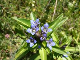 Attēlu rezultāti vaicājumam “Gentiana cruciata bud”