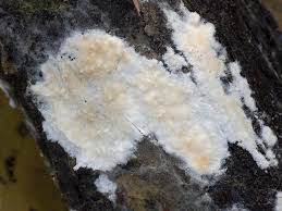 Attēlu rezultāti vaicājumam “Cylindrobasidium evolvens”