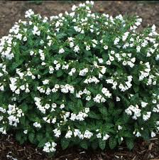 Image result for Pulmonaria officinalis