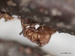 Attēlu rezultāti vaicājumam “Cetraria sepincola”