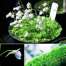 Attēlu rezultāti vaicājumam “Utricularia intermedia flower”