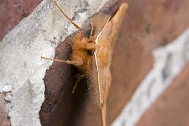 Attēlu rezultāti vaicājumam “Colotois pennaria”